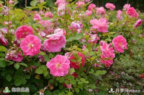 月季，市花之***，東西方的混血美人(圖6)