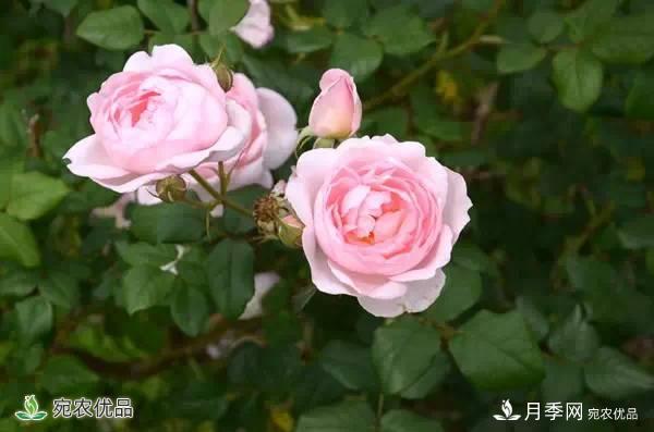 月季，市花之***，東西方的混血美人(圖7)