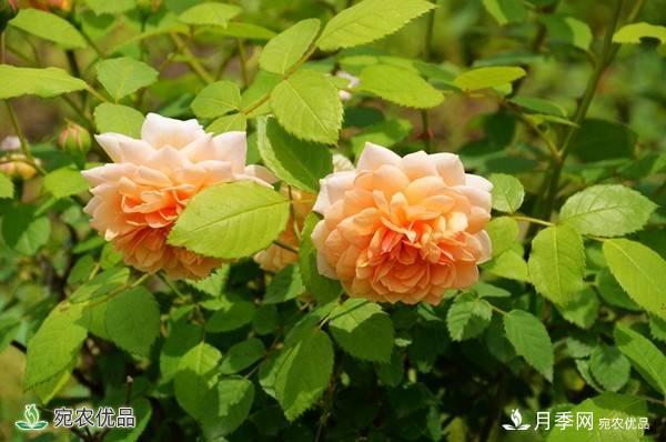 月季，市花之***，東西方的混血美人(圖8)