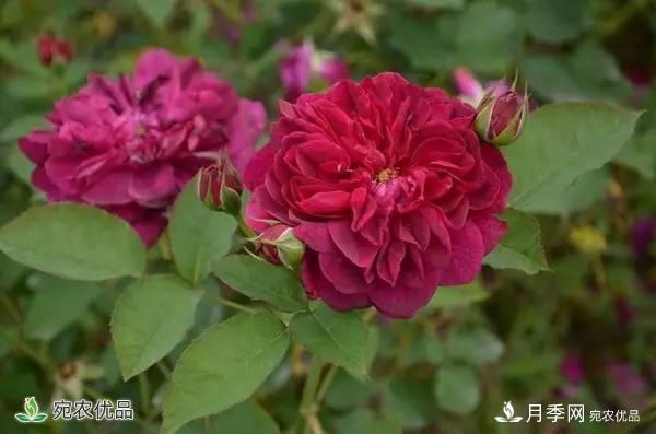 月季，市花之***，東西方的混血美人(圖5)