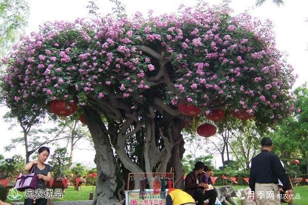 古樁月季不一樣的樹狀月季，還可以開出各色的彩色月季樹(圖1)