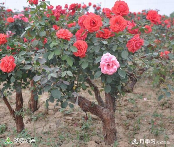 古樁月季不一樣的樹狀月季，還可以開出各色的彩色月季樹(圖3)