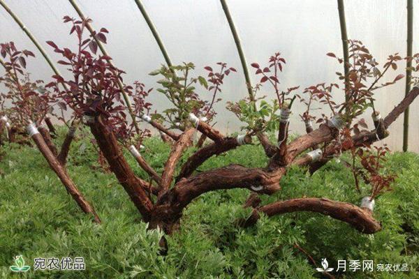 古樁月季不一樣的樹狀月季，還可以開出各色的彩色月季樹(圖2)