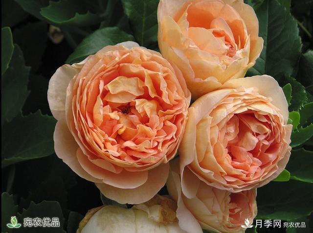什么月季品種，有果香味濃郁的品種？(圖1)