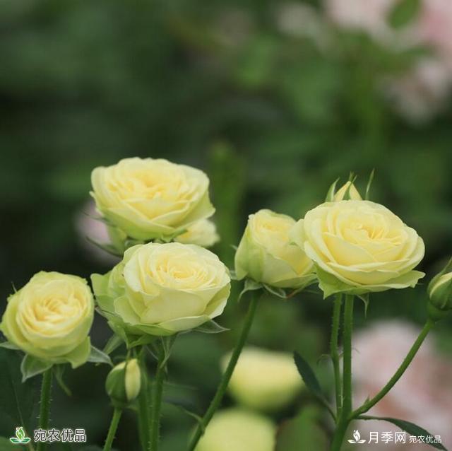這8種月季是新手福音，病蟲(chóng)害從來(lái)不擔(dān)心(圖14)