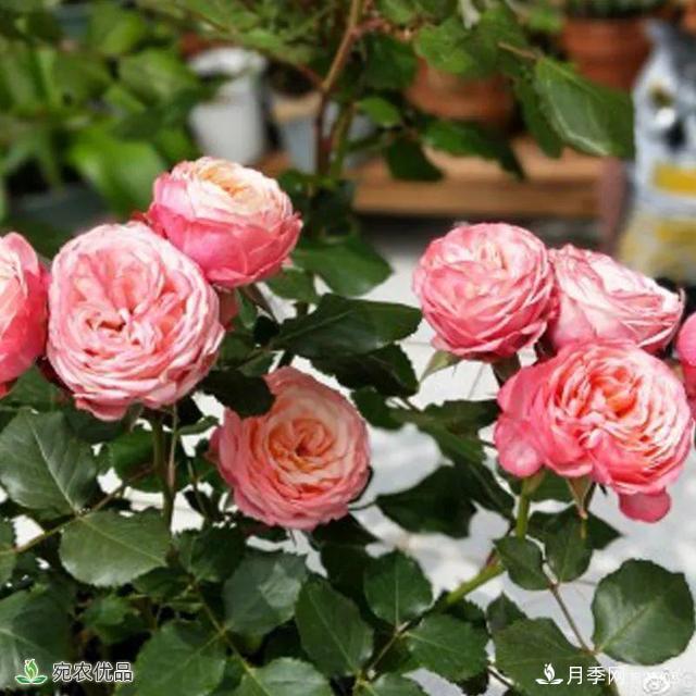 18種漂亮的藤本月季灌木月季微型月季，夏天就要養(yǎng)一盆，越熱越開(kāi)爆！(圖14)