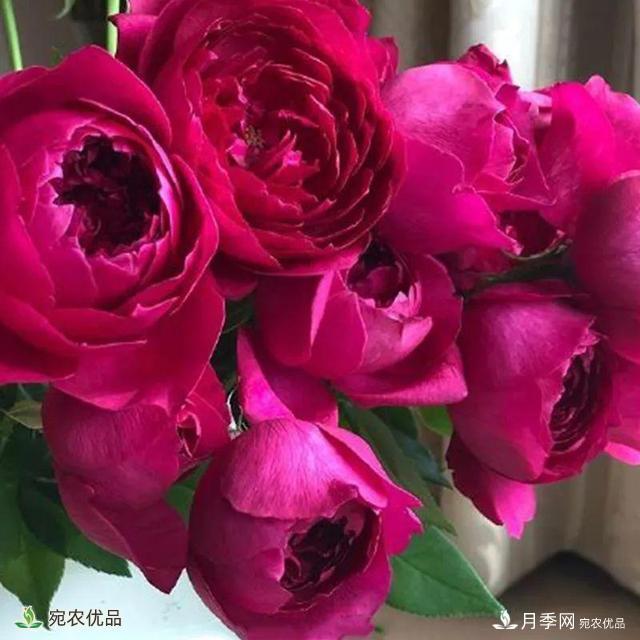 18種漂亮的藤本月季灌木月季微型月季，夏天就要養(yǎng)一盆，越熱越開(kāi)爆！(圖5)