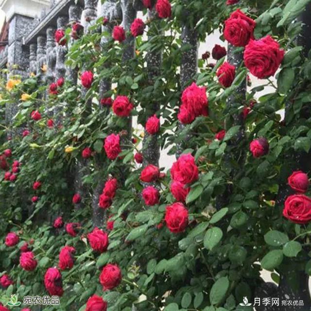18種漂亮的藤本月季灌木月季微型月季，夏天就要養(yǎng)一盆，越熱越開(kāi)爆！(圖13)