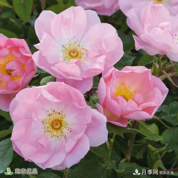 18種漂亮的藤本月季灌木月季微型月季，夏天就要養(yǎng)一盆，越熱越開(kāi)爆！(圖2)