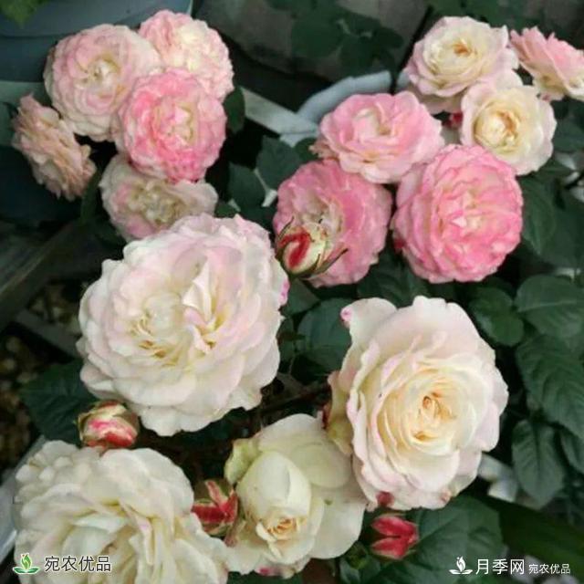 18種漂亮的藤本月季灌木月季微型月季，夏天就要養(yǎng)一盆，越熱越開(kāi)爆！(圖18)