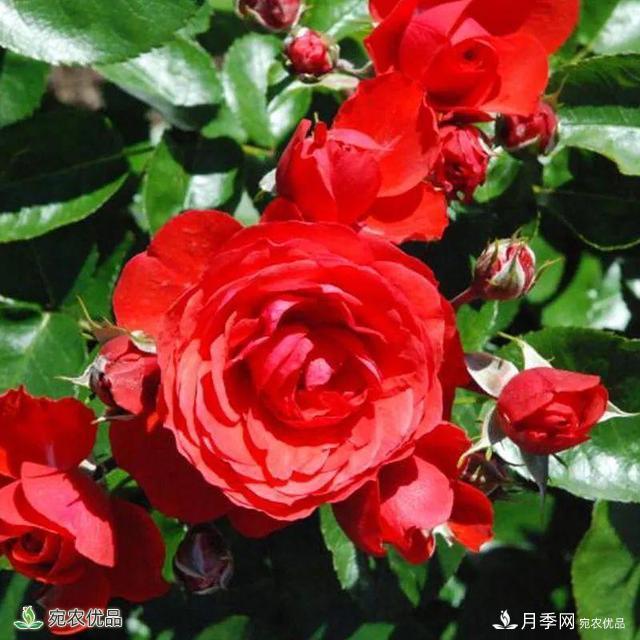 18種漂亮的藤本月季灌木月季微型月季，夏天就要養(yǎng)一盆，越熱越開(kāi)爆！(圖15)