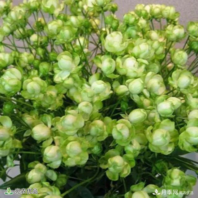 18種漂亮的藤本月季灌木月季微型月季，夏天就要養(yǎng)一盆，越熱越開(kāi)爆！(圖17)