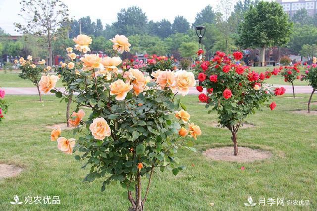 養(yǎng)花屆的新寵兒樹狀月季，南陽月季樹好不好養(yǎng)呢？(圖1)