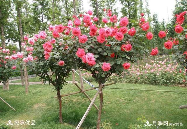 養(yǎng)花屆的新寵兒樹狀月季，南陽月季樹好不好養(yǎng)呢？(圖5)