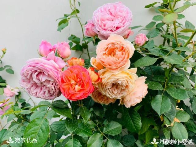    30種漂亮的月季花，必須來一盆，讓你一次養(yǎng)個(gè)夠！(圖2)