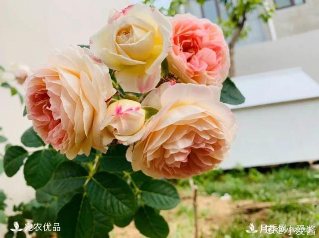    30種漂亮的月季花，必須來一盆，讓你一次養(yǎng)個(gè)夠！(圖1)