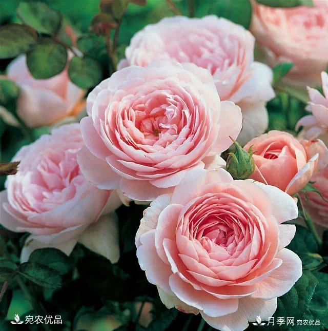    30種漂亮的月季花，必須來一盆，讓你一次養(yǎng)個(gè)夠！(圖14)