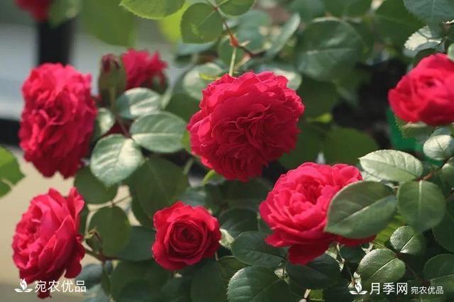    30種漂亮的月季花，必須來一盆，讓你一次養(yǎng)個(gè)夠！(圖6)