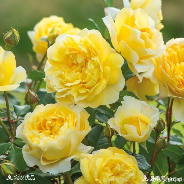    30種漂亮的月季花，必須來一盆，讓你一次養(yǎng)個(gè)夠！(圖10)