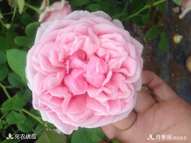    30種漂亮的月季花，必須來一盆，讓你一次養(yǎng)個(gè)夠！(圖3)