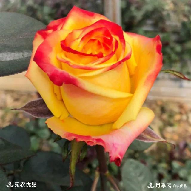    30種漂亮的月季花，必須來一盆，讓你一次養(yǎng)個(gè)夠！(圖13)