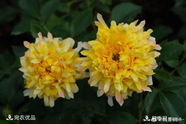    30種漂亮的月季花，必須來一盆，讓你一次養(yǎng)個(gè)夠！(圖4)