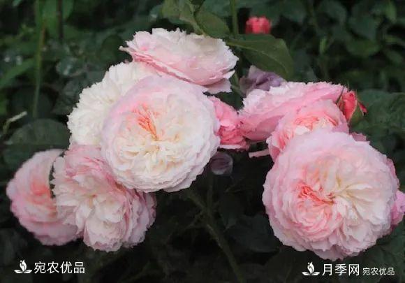    30種漂亮的月季花，必須來一盆，讓你一次養(yǎng)個(gè)夠！(圖9)
