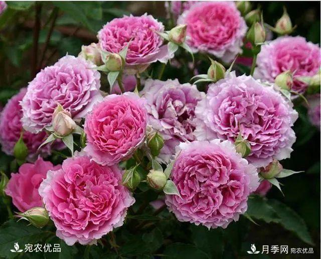    30種漂亮的月季花，必須來一盆，讓你一次養(yǎng)個(gè)夠！(圖15)