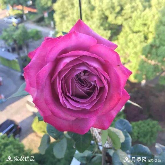    30種漂亮的月季花，必須來一盆，讓你一次養(yǎng)個(gè)夠！(圖5)