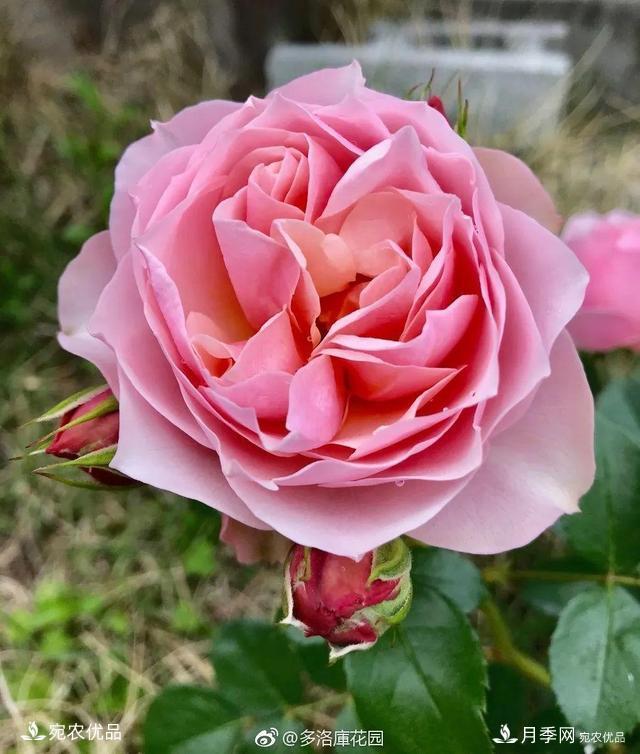    30種漂亮的月季花，必須來一盆，讓你一次養(yǎng)個(gè)夠！(圖8)