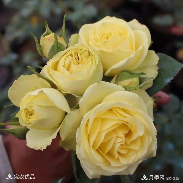    30種漂亮的月季花，必須來一盆，讓你一次養(yǎng)個(gè)夠！(圖16)