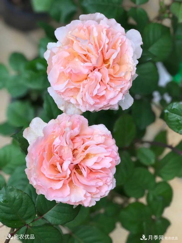    30種漂亮的月季花，必須來一盆，讓你一次養(yǎng)個(gè)夠！(圖22)