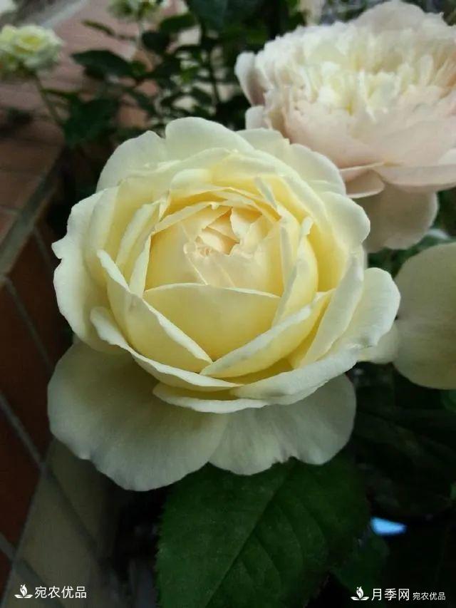    30種漂亮的月季花，必須來一盆，讓你一次養(yǎng)個(gè)夠！(圖18)