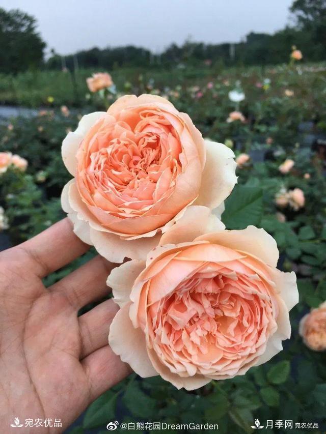    30種漂亮的月季花，必須來一盆，讓你一次養(yǎng)個(gè)夠！(圖23)
