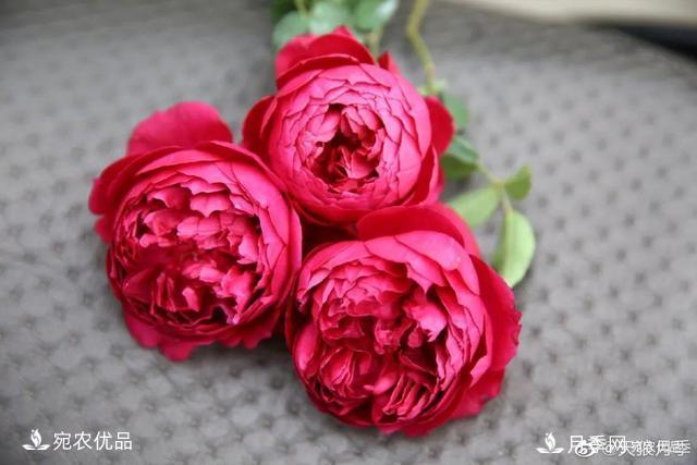    30種漂亮的月季花，必須來一盆，讓你一次養(yǎng)個(gè)夠！(圖24)