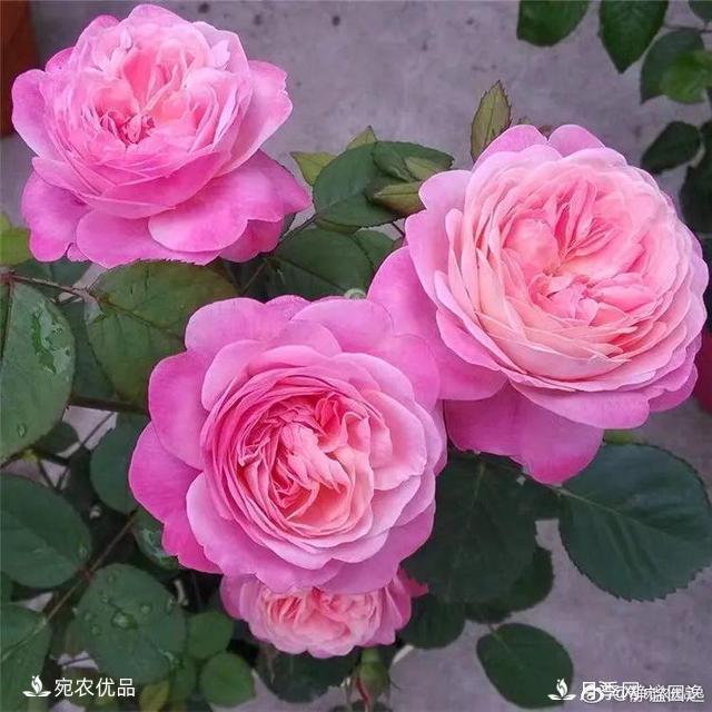    30種漂亮的月季花，必須來一盆，讓你一次養(yǎng)個(gè)夠！(圖17)