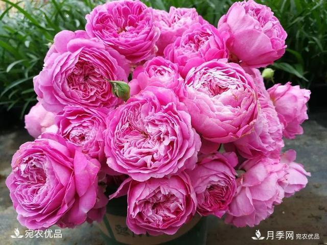    30種漂亮的月季花，必須來一盆，讓你一次養(yǎng)個(gè)夠！(圖21)