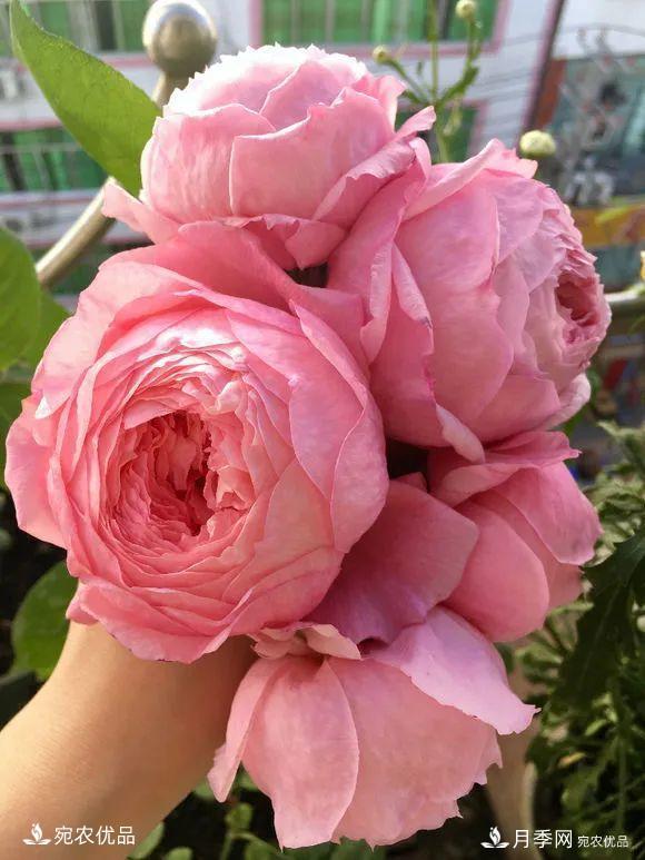    30種漂亮的月季花，必須來一盆，讓你一次養(yǎng)個(gè)夠！(圖31)