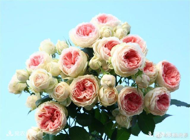    30種漂亮的月季花，必須來一盆，讓你一次養(yǎng)個(gè)夠！(圖32)