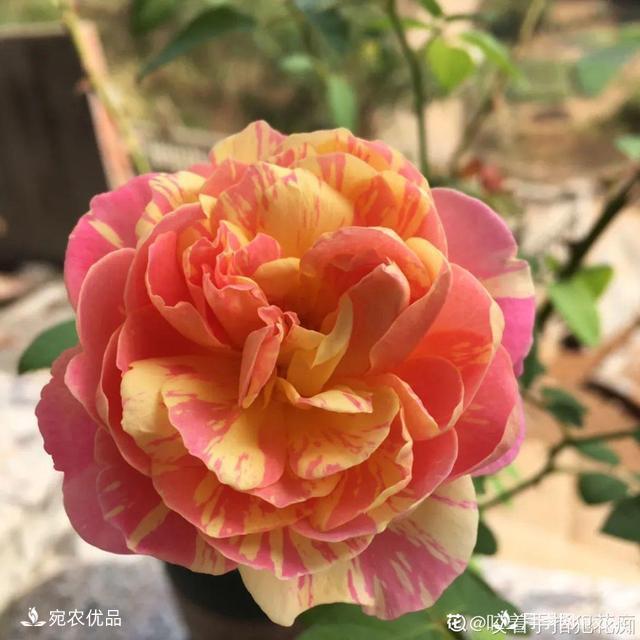    30種漂亮的月季花，必須來一盆，讓你一次養(yǎng)個(gè)夠！(圖30)