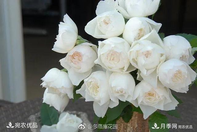    30種漂亮的月季花，必須來一盆，讓你一次養(yǎng)個(gè)夠！(圖28)