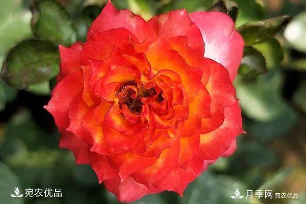    30種漂亮的月季花，必須來一盆，讓你一次養(yǎng)個(gè)夠！(圖26)