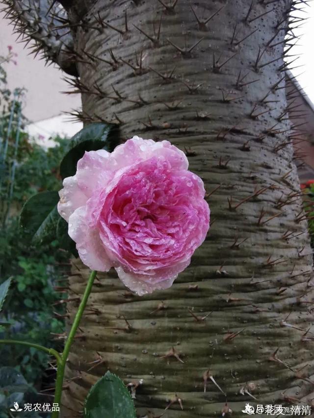    30種漂亮的月季花，必須來一盆，讓你一次養(yǎng)個(gè)夠！(圖29)
