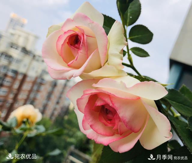 15款經(jīng)典月季花，好看好養(yǎng)，月季花開看花海！(圖8)