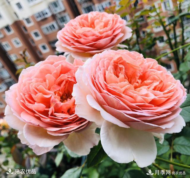15款經(jīng)典月季花，好看好養(yǎng)，月季花開看花海！(圖4)