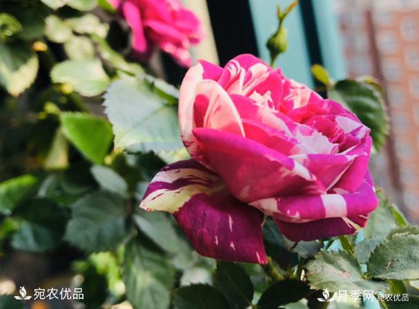 15款經(jīng)典月季花，好看好養(yǎng)，月季花開看花海！(圖6)