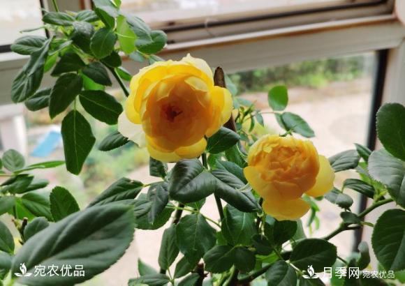 15款經(jīng)典月季花，好看好養(yǎng)，月季花開看花海！(圖2)