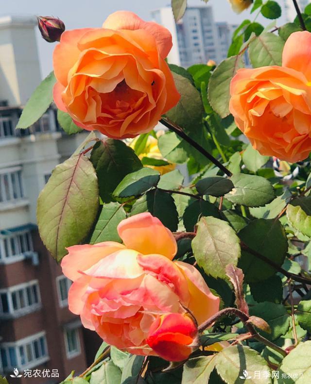 15款經(jīng)典月季花，好看好養(yǎng)，月季花開看花海！(圖14)
