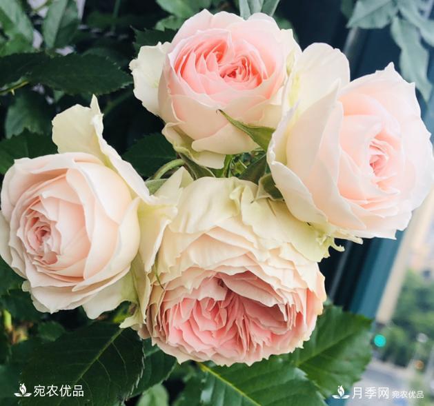 15款經(jīng)典月季花，好看好養(yǎng)，月季花開看花海！(圖12)