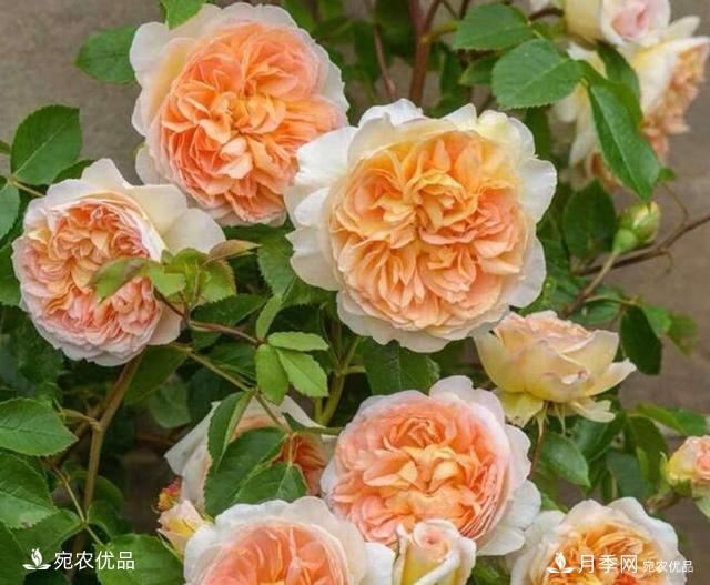 月季花啥品種好看？9大驚艷花友的月季品種，值得養(yǎng)(圖1)